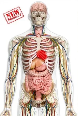 Alvo de Papel Silhueta Humana 3D Aperfeiçoamento Defensivo