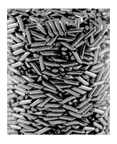 Lentilhas Palitos Aço Inox 12mmx3mm Para Tamboreador 200gr